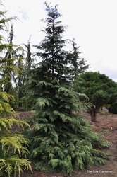 Chamaecyparis lawsoniana 'Sullivan' — photo 2